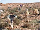 Elevage de moutons en Algérie (JPEG)